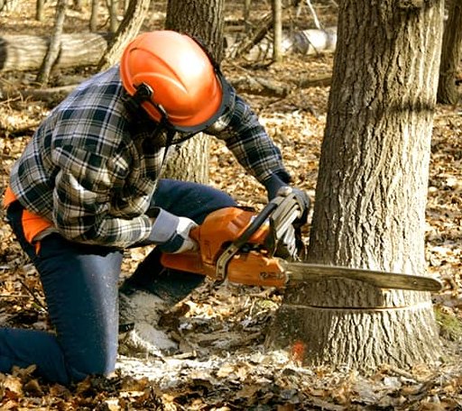 Tree Removal in Marietta, SC